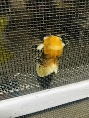 Megalopyge bissesa