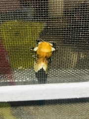Megalopyge bissesa