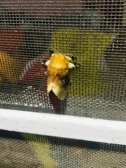 Megalopyge bissesa