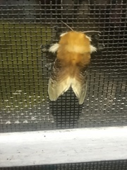 Megalopyge bissesa