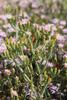 Mesembryanthemum junceum - Photo (c) Marion Maclean, algunos derechos reservados (CC BY-NC), subido por Marion Maclean
