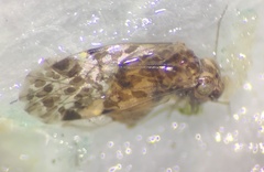 Trichadenotecnum circularoides