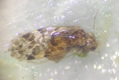 Trichadenotecnum circularoides