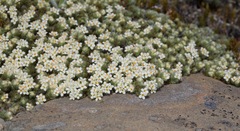Pimelea mesoa mesoa