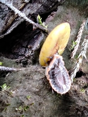 Monophlebidae