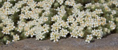 Pimelea mesoa mesoa