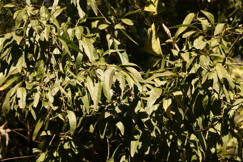 Image of Ehretia saligna by (c) Greg Tasney, some rights reserved (CC BY-SA)