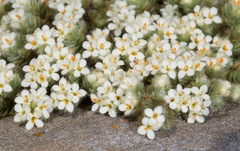 Pimelea mesoa mesoa