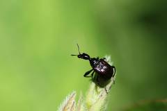 Compsapoderus erythrogaster