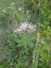 Aster amellus