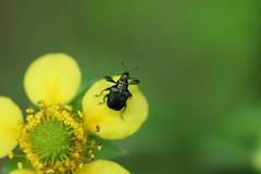 Euops splendidus