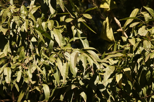 Image of Ehretia saligna by (c) Greg Tasney, some rights reserved (CC BY-SA)