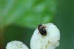 Apolygopsis nigritulus