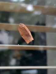 Cacoecimorpha pronubana