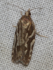 Technitis cataractis