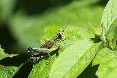 Parapodisma setouchiensis