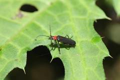 Lycocerus adusticollis