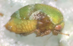 Vanduzea segmentata
