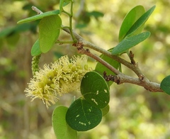 Microlobius foetidus