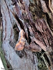 Monophlebidae