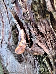 Monophlebidae