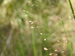 Panicum simile