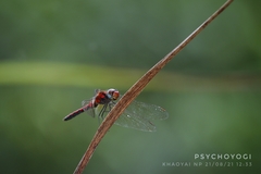 Sympetrum hypomelas
