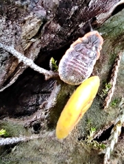 Monophlebidae