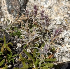 Castilleja nana