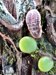Monophlebidae