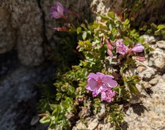 Epilobium obcordatum