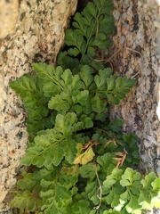 Cryptogramma acrostichoides