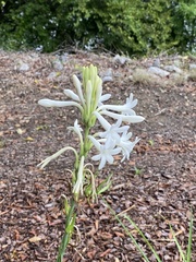 Polianthes tuberosa