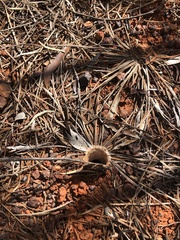 Gaius villosus
