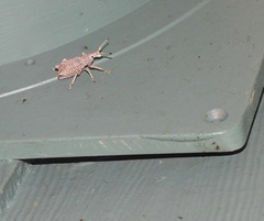 Leptopius setosus