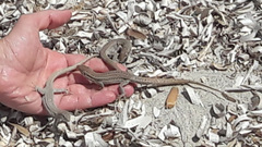 Podarcis pityusensis