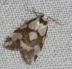 Thallarcha staurocola