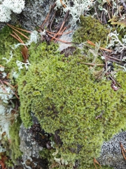 Racomitrium microcarpon