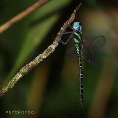 Polycanthagyna ornithocephala