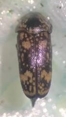 Mordella sticticoptera