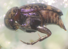 Mordella sticticoptera