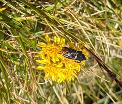 Catastia bistriatella
