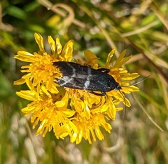 Catastia bistriatella