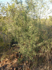 Ximenia americana microphylla