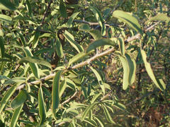 Ximenia americana microphylla