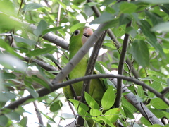 Psittacara holochlorus