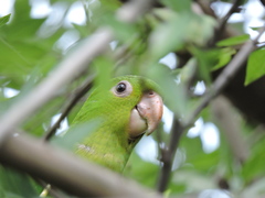 Psittacara holochlorus