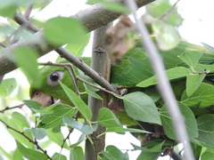 Psittacara holochlorus