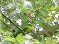 Psittacara holochlorus