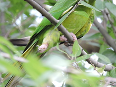 Psittacara holochlorus
